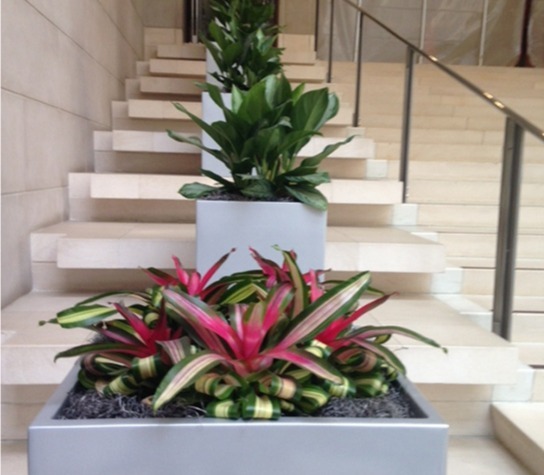 Bromeliads on stairs